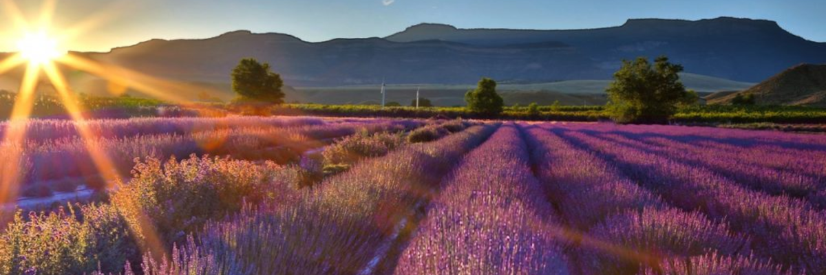 A lavender field in the sunset