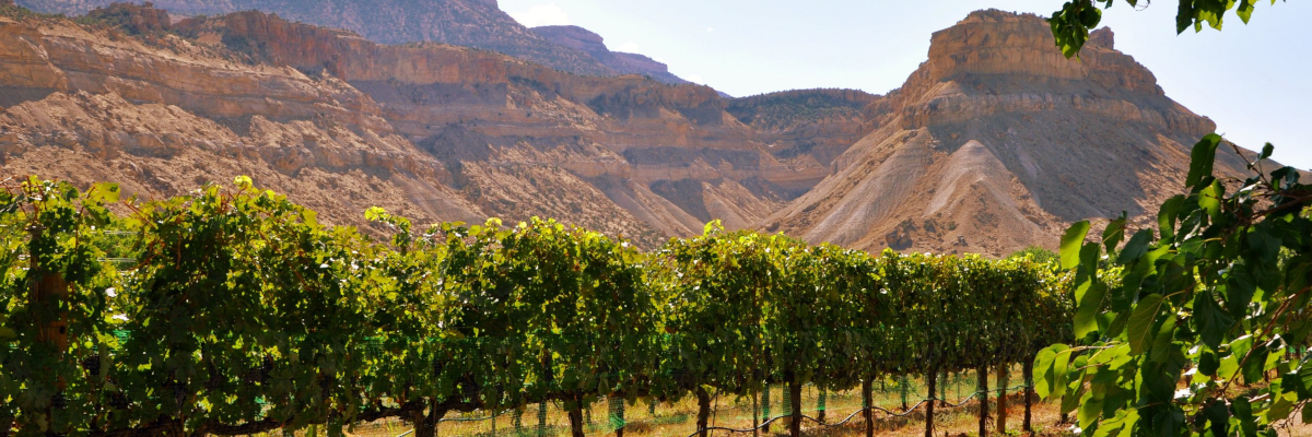 Vineyard nestled in the Bokcliffs of palisade, CO
